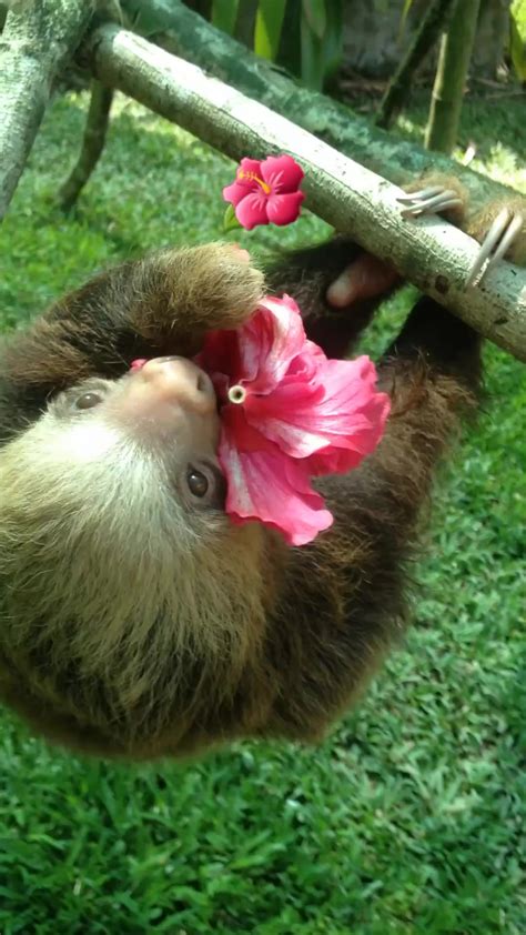 Baby Sloths Love Hibiscus Flowers💖🥰💖 Cute Flowers Sloth Slothlover