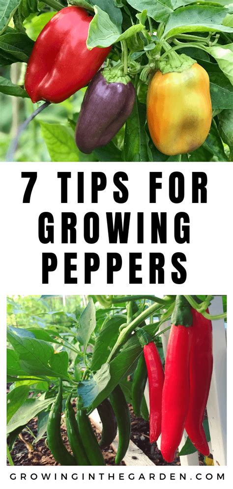 How To Grow Peppers Growing Peppers Backyard Vegetable Gardens