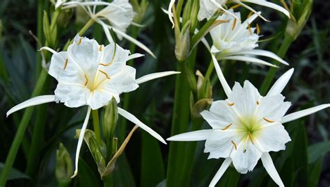 8 Things To Know About Cahaba Lilies