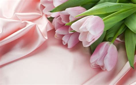 Pink Tulips Wallpaper Flower Wallpapers 4633