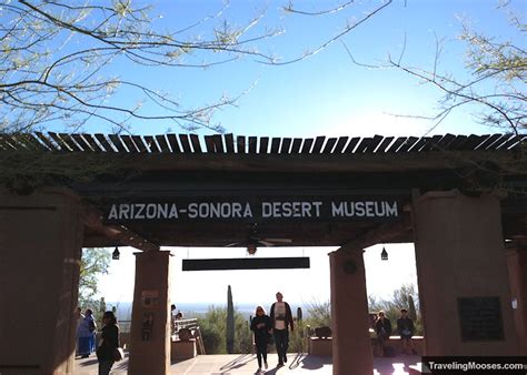 Is The Arizona Sonora Desert Museum Worth It Traveling Mooses