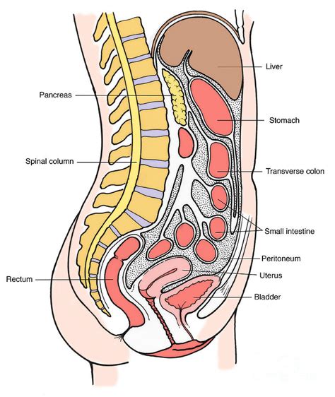 Illustration Of Female Internal Organs Photograph By Science Source