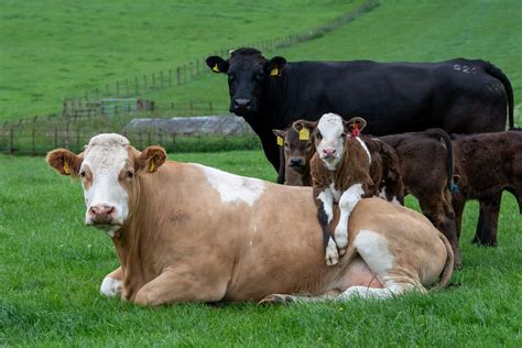 Simmentals Are Well Known For Their Docile Relaxed Manner British