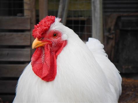 13 White Chicken Breeds With Pictures Pet Keen
