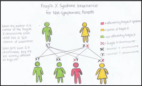 Filefragile X Inheritance Embryology