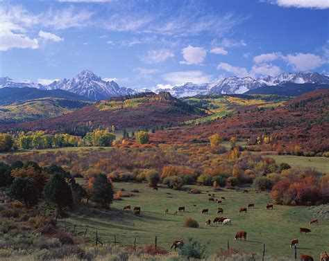 Cattle Grazing San Juan National Forest Photograph By