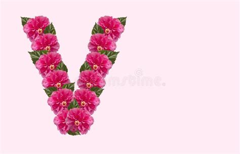Pink Hibiscus Flower Alphabet V On Isolated Background Beautiful China