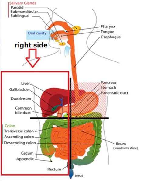 If the appendix becomes inflamed, starts leaking or ruptures, it may. Organs On The Right Side Of The Body | Complete Medical List