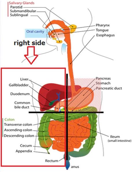 The region of the abdomen directly under the right side of the rib cage is the _____ region. Organs On The Right Side Of The Body | Complete Medical List