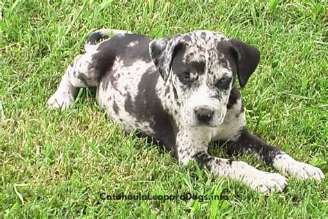 Catahoula Leopard Dog Rescue Breed And Nature Pictures
