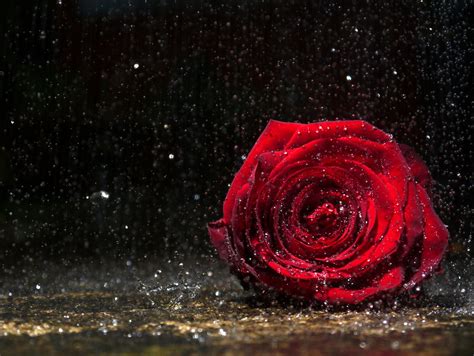 A Rose Alone In The Rain Available To Buy On Getty Images Flickr