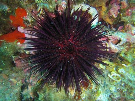 10 Types Of Sea Urchins With Photos And Descriptions