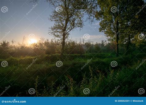 Breathtaking Shot Of A Moor Forest In East Friesland Stock Image