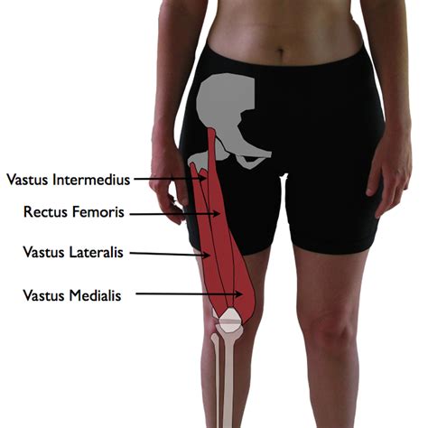This muscle assists with the external rotation of the hip. Quadriceps Muscle : Origin, Insertion,Action, Exercise