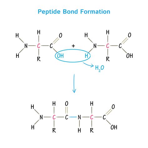Each polypeptide chain consists of smaller. Biochemistry Glossary: Peptide Bond Formation | Draw It to ...