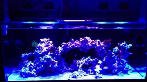 Reef Tank Clean Up Crew Youtube
