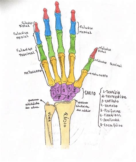 Anatomia Ossos Da Mão Resumo Anatomía Macroscópica Anatomía Médica