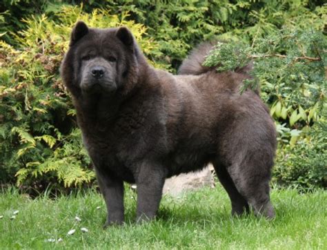 If you're stuck at home at the moment, why not use the time to plan your next short haircut? CHOW CHOW - Sesame House - szpice azjatyckie i rasy pokrewne
