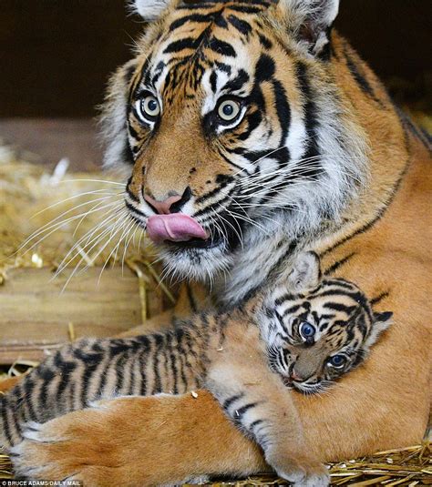 Protecting tigers and their habitat means many other species benefit—including people. Adorable Sumatran tiger cub scampers around its den