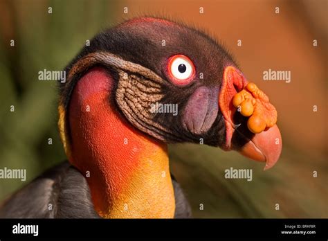 Portrait Of A Brightly Colored American King Vulture Sarcoramphus Papa