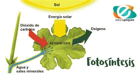 La Fotosíntesis Guía Para Aprender Sobre La Fotosíntesis
