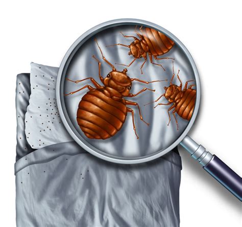 Top Places Bed Bugs Hide A1 Bed Bug Exterminator San Antonio