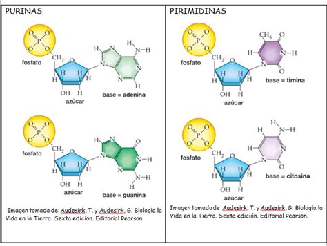 Ácidos Nucleicos Estructura Del Adn