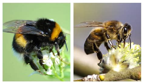 Bumblebee Vs Honey Bee Sting Size Pollination Difference Bigbear
