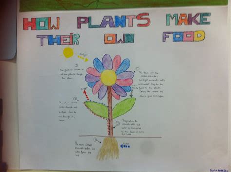 Their roots take up water and minerals from the ground and their leaves. Some of the Projects Class 4 How plants make their own food
