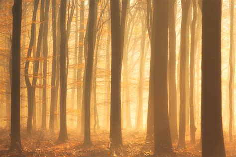 Tapety Slunečnímu Záření Stromy Krajina Podzim Listy Příroda