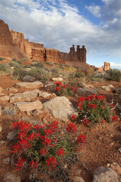 Desert Wildflowers The Wests Spring Treat Via