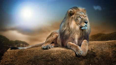 2048x1152 Lion 2 2048x1152 Resolution Hd 4k Wallpapers Images