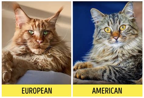American Vs European Maine Coon Is There A Difference — Lake View Coons