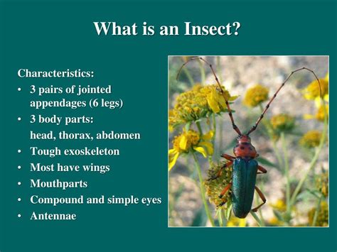 | meaning, pronunciation, translations and insect. PPT - Bugs for Birds! Insects, their characteristics ...