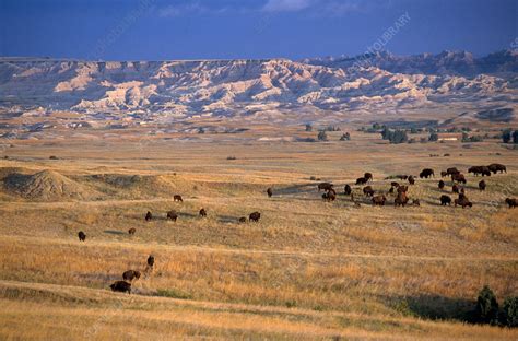 Bison In Badlands National Park Stock Image Z9560210