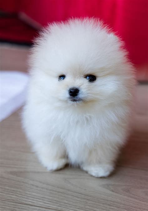 Cute Baby Pomeranian Puppies