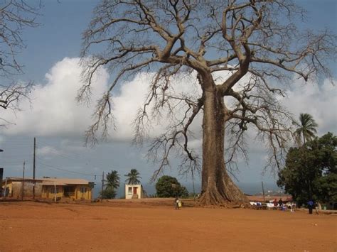 Giant Trees From Around The World Cotton Trees