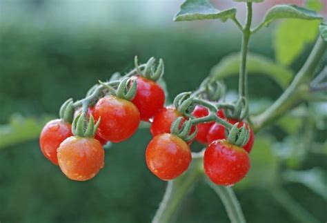 Not Only Do Cherry Tomatoes Solanum Lycopersicum Var Cerasiforme