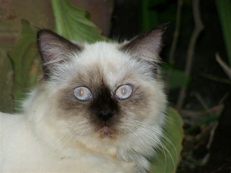 KUCING PERSIA: jual kucing himalaya