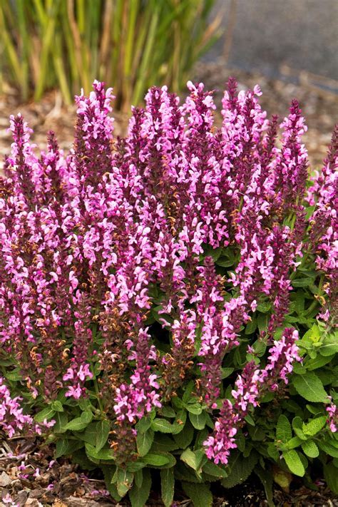 Sensation Salvia Pink Perennial Salvia Compact Bright Rose Etsy In