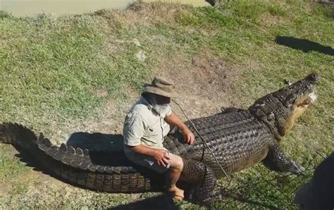 G1 Australiano dá comida na boca e até senta nas costas de crocodilo