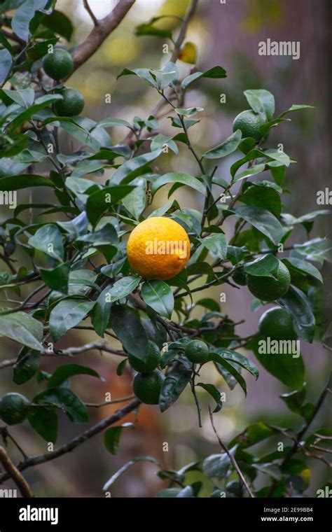 Citrus Reticulata Blanco Mandarin Orange Stock Photo Alamy