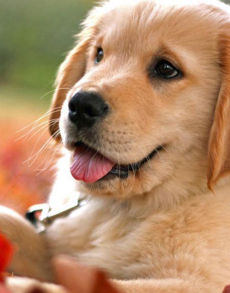 10 Best Cute Pictures And Videos Of Golden Retriever Puppies Images On