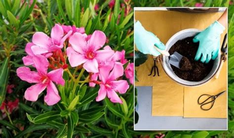 Oleander The Worlds ‘most Dangerous Plant ‘extremely Toxic