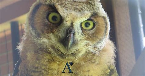 Some Superb Owls Album On Imgur