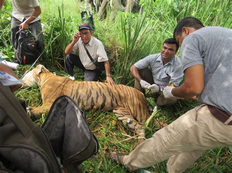 Tiger Rescued In Chitwan The National Trust For Nature Conservation