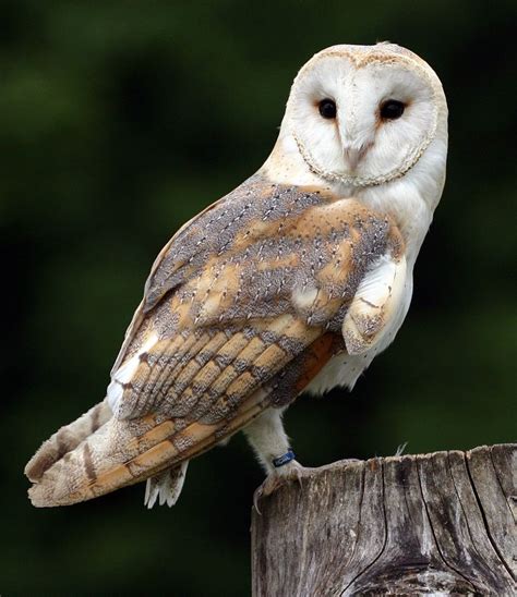 Despite a worldwide distribution, barn owls are declining. Barn Owl by Stephen Robson on 500px | Barn owl, Barn ...