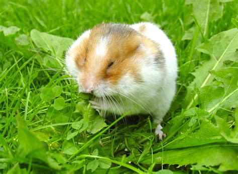 The Complete Guide To Hamsters As Pets