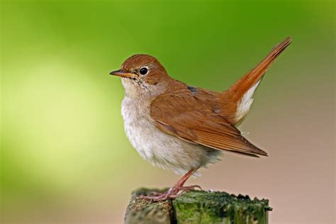 Common Nightingale Facts Critterfacts