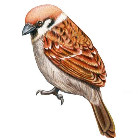 Premium Vector Sparrow Hand Drawn Watercolor Pencil Bird